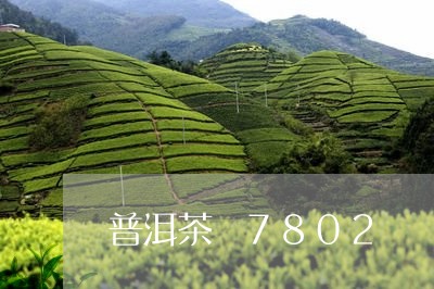 普洱茶 7802/2023041281916